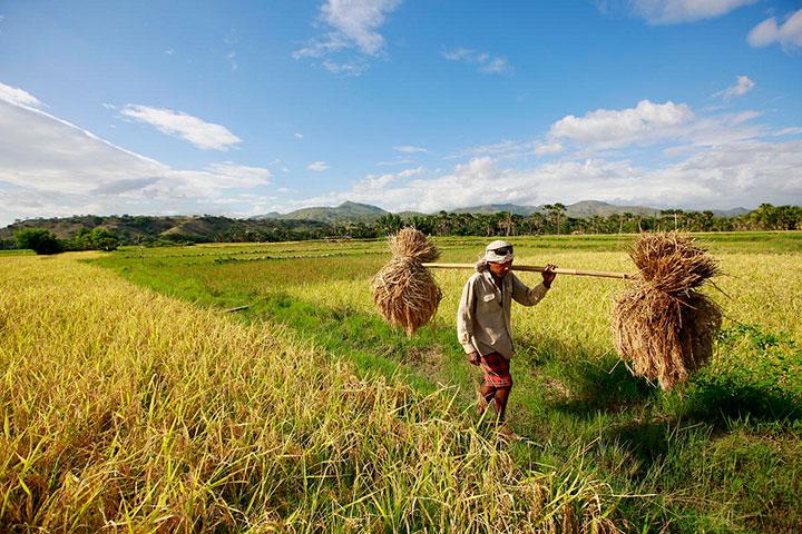Intensifikasi Pertanian I Tiap Tahun, Sekitar 100 Ribu Hektare Lahan Pertanian Beralih Fungsi Biotek
