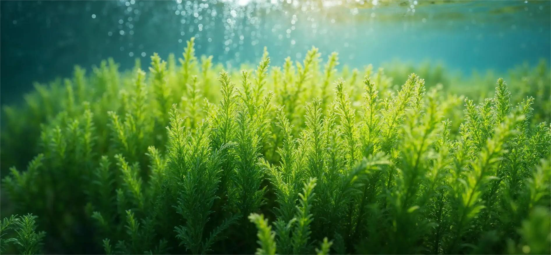 Riset BRIN Ungkap Faktor Emisi Karbon Lamun Indonesia, Jawa–Sumatra Tertinggi