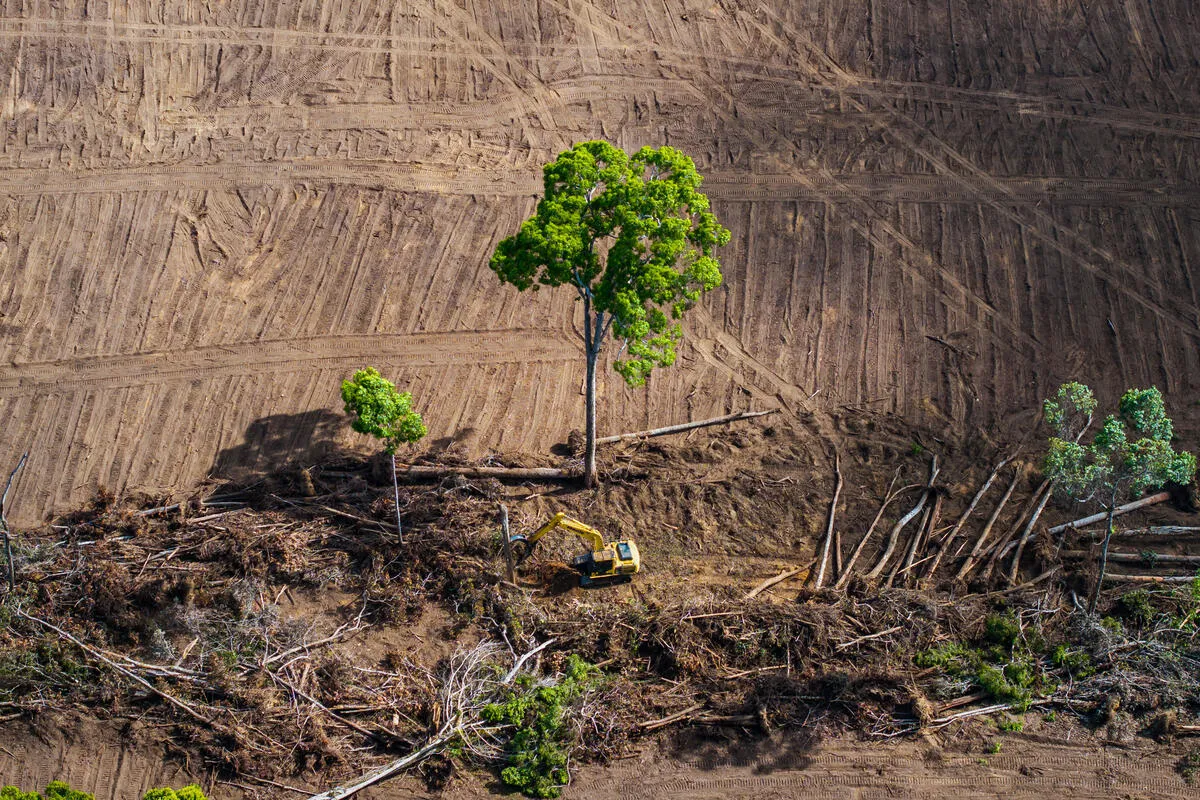 Kebijakan B50 Berpotensi Memicu Deforestasi dan Kenaikan Harga Pangan Nasional