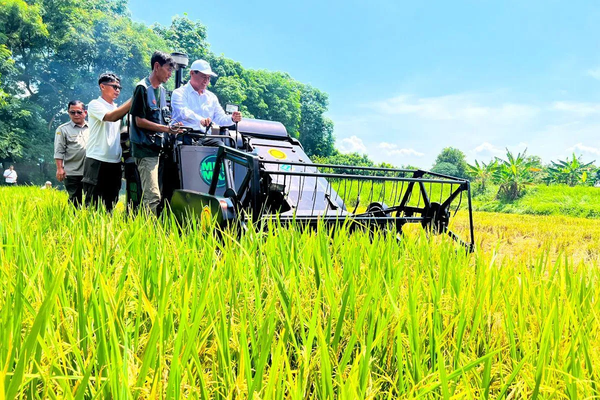 Angka Tetap BPS: Produksi Padi 2026 hingga Agustus Capai 43,89 Juta Ton