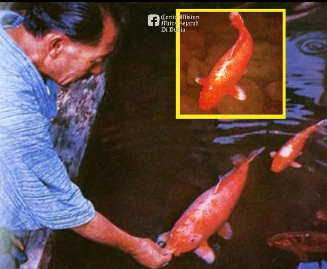 Kisah Hanako, Koi di Jepang yang Berumur Lebih dari 2 Abad