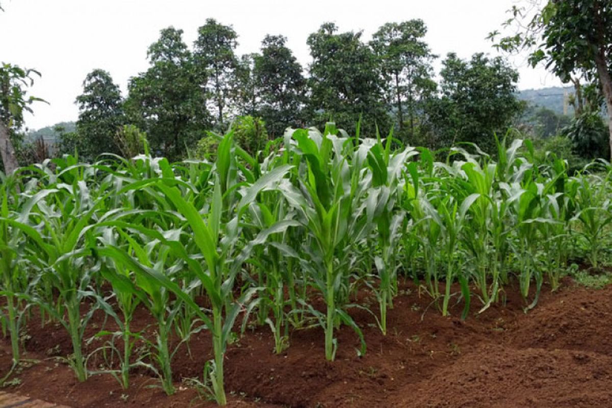 Dari Sawangan ke Bojongsari: Pupuk Mengubah Wajah Pekarangan Jadi Produktif