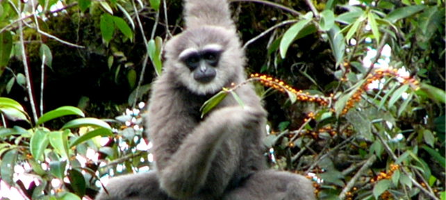 Owa Jawa dan Krisis Ruang di Pulau Jawa