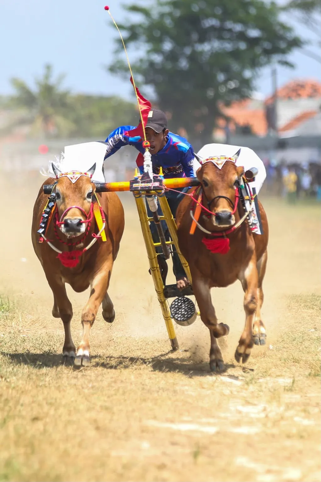 Karapan Sapi Jelang HUT ke-25 Demokrat, AHY: Kekayaan Budaya Mesti Dijaga dan Diwariskan
