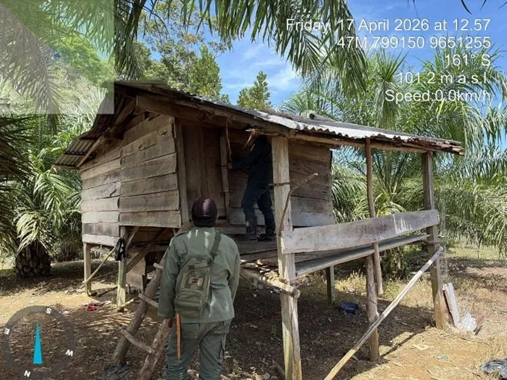 Gakkum Kehutanan Tindak Tegas Perambah Bentang Alam Seblat, Kebun Sawit 30 Hektare Disita