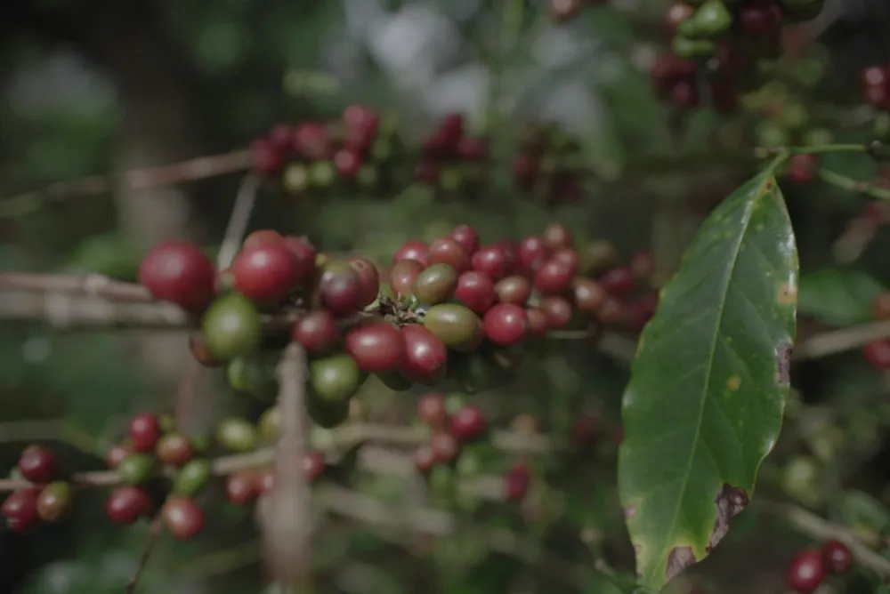 Kementan Geber Hilirisasi Tujuh Komoditas Strategis Sektor Perkebunan demi Kekayaan Petani