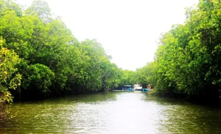 Peneliti BRIN Kaji Model Budidaya Ikan Berkelanjutan di Kawasan Mangrove Desa Kaliwlingi Brebes