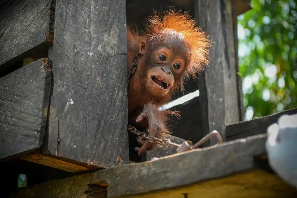 Begini Nasib Jack, Bayi Orangutan yang Berhasil Diselamatkan Setelah Jadi Hewan Peliharaan