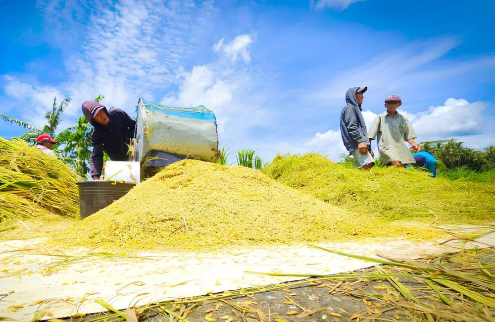 Ketahanan Pangan Indonesia Makin Mentereng, Stok Beras Nasional Capai Rekor Baru Sepanjang Sejarah
