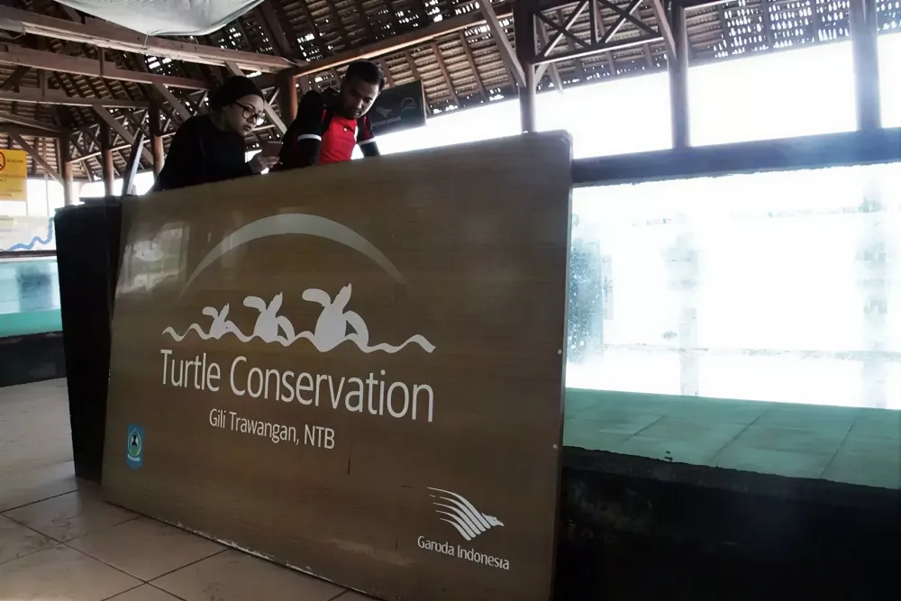 Kisah Inspiratif Warga Gili Trawangan Menjaga Penyu dari Kepunahan