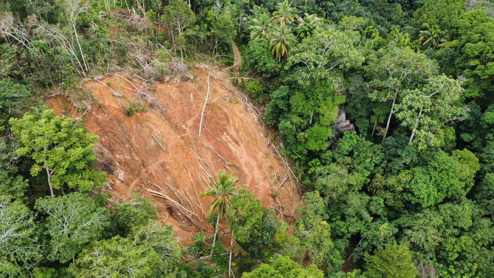 Jelang COP17 Biodiversitas, WALHI Soroti Risiko Offset PTAR: Habitat Orangutan Tapanuli Terancam