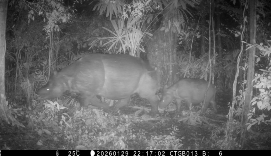 Anakan Badak Jawa Terekam di TN Ujung Kulon, Bukti Habitat Lestari dan Pengamanan Efektif