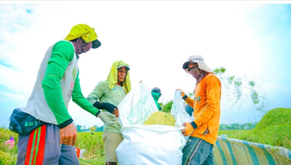 BPS Rilis Angka Tetap Produksi Beras 2025 Capai 34,69 Juta Ton, Naik 13,29 Persen