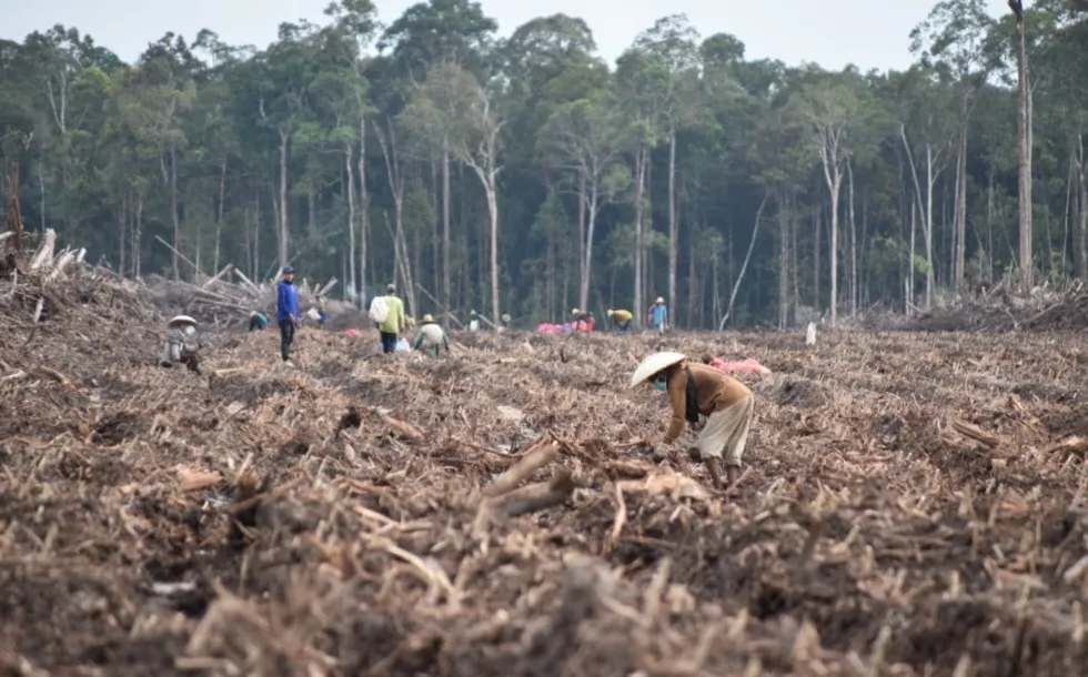 Berita Terkini: Bersinergi dengan Masyarakat Dorong Ketahanan Pangan, Holding Perkebunan Nusantara Mandatkan PTPN I 