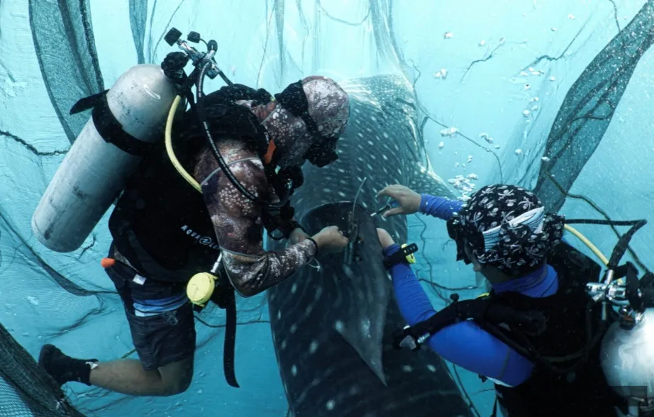 Studi Mengungkap Migrasi Hiu Paus Melintasi 12 Batas Negara dan Laut Internasional