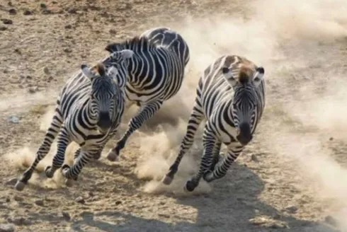 Ini Alasannya, Meski Mirip Kuda Namun Zebra Tidak Cocok Dijadikan Hewan Tunggangan