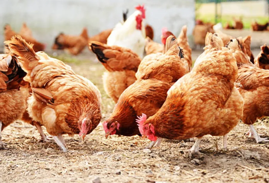 Kementan Gerak Cepat Stabilkan Harga Ayam Hidup, Asosiasi Peternak Siap Kawal di Lapangan
