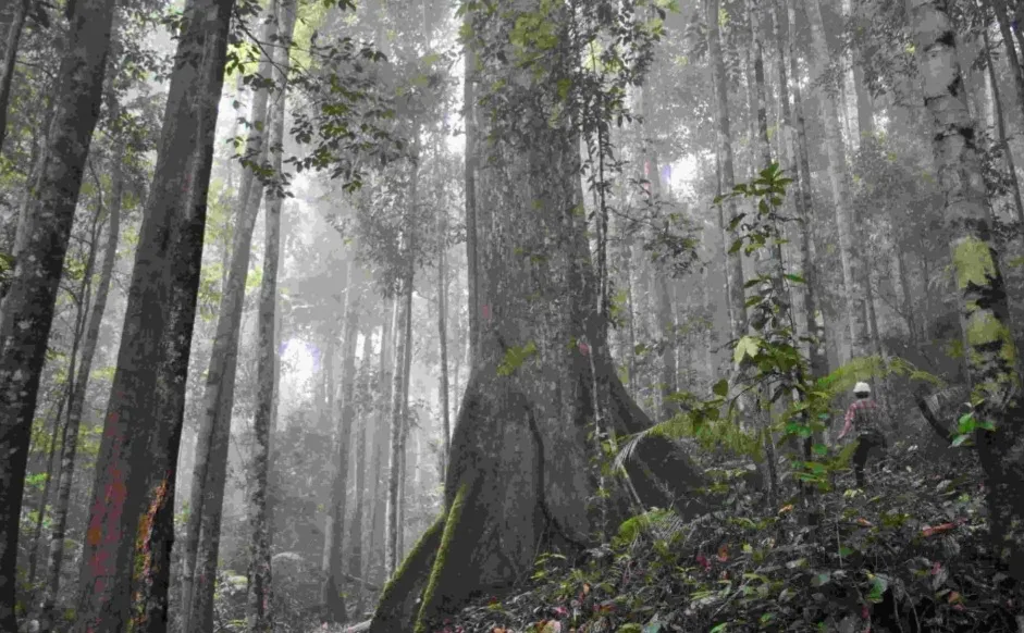Berita Terkini: Kelola 120 Juta Ha Kawasan Hutan, Kemenhut Perketat Sistem Mitigasi Risiko dan Pengendalian Internal
