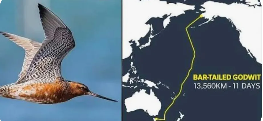 Perjalanan Menakjubkan Burung Godwit Berekor Belang, 11 Hari Terbang Tanpa Mendarat