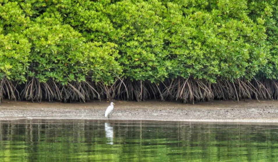Berkolaborasi Memastikan Keberlanjutan Ekosistem Mangrove Indonesia