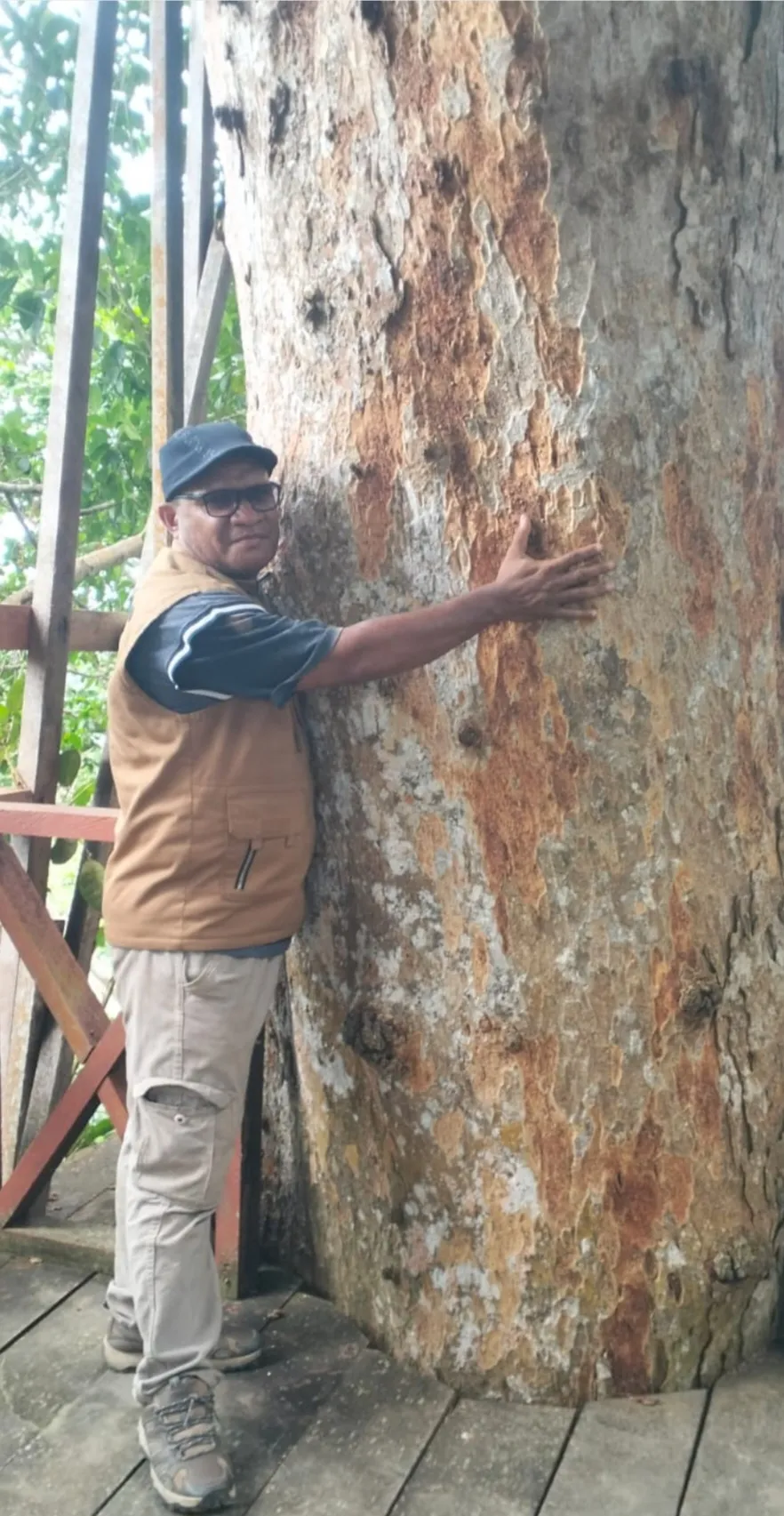 Pohon Kayu Berusia 600 Tahun di Kampung Yenggu Papua: Sumber Oksigen untuk Dunia