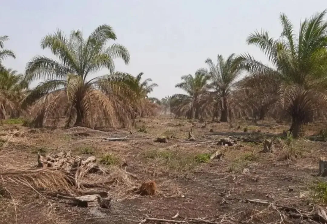 Dampak Ekspansi Bioenergi Asia terhadap Hutan dan Masyarakat