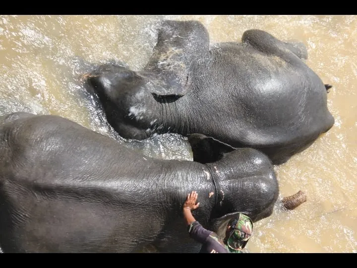 Hilangnya Hutan Ancaman Terbesar Kepunahan Gajah Sumatra 