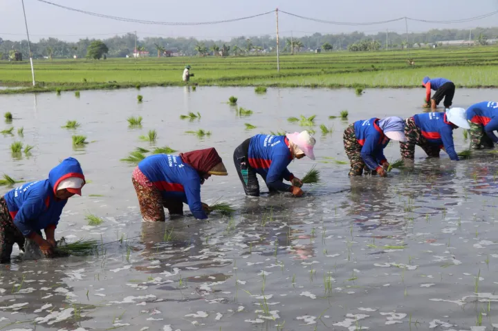 Hadapi Kemarau, Kementan Percepat Tanam Serentak di 38 Daerah se-Jawa Timur