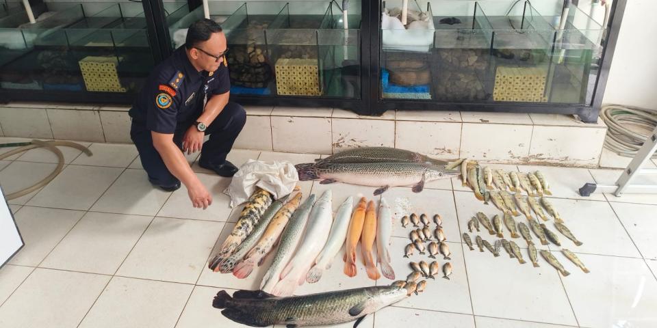 63 Ekor Ikan Predator di Jakarta Timur Dimusnahkan