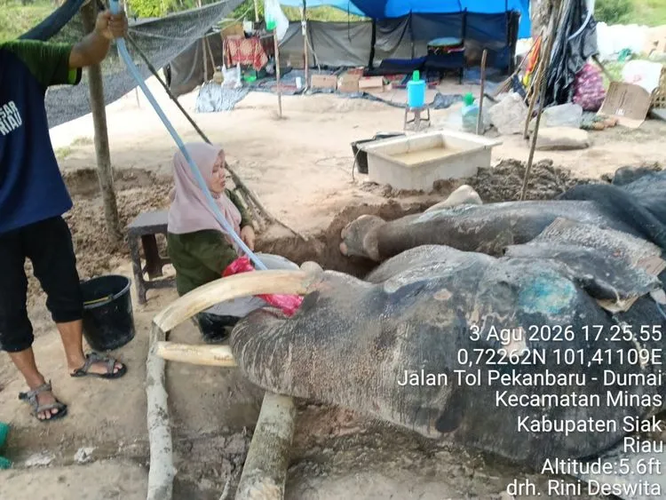 Jovi, Gajah Binaan PLG Minas Tutup Usia Setelah 34 Hari Perawatan Intensif