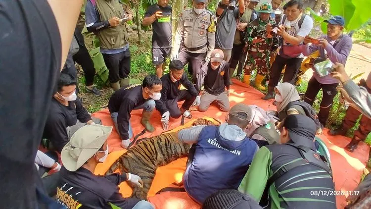 Balai KSDA Sumbar Evakuasi Harimau Sumatera yang Masuk Perangkap di Permukiman dan Sekolah