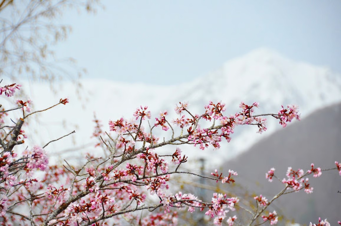 Mencumbu Keajaiban Sisa Salju dan Bunga Sakura di Hakuba Tsugaike Mountain Resort, Desa Otari Jepang