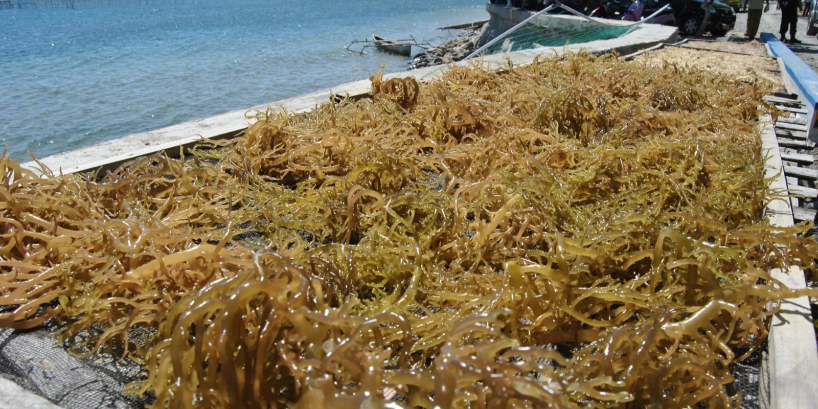 Rumput Laut & Agar-Agar Indonesia Bebas Tarif Tambahan Section 301 di AS