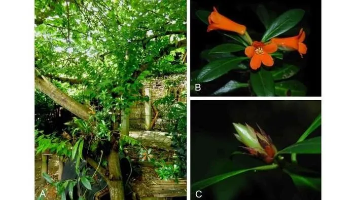 Spesies Baru Tanaman Rhododendron Berbunga Oranye Ditemukan di Sulawesi Tengah