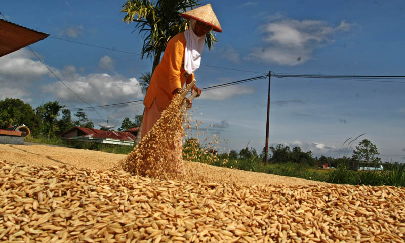 Di Jatim, Mentan Jamin Mampu Serap Gabah Petani Sesuai HPP Rp 3.700/Kg