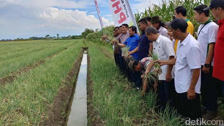 Panen Bawang Merah di Cirebon, Kementan: Harga Masih Rendah