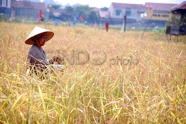 Harga Stabil, Petani Kesulitan Jual Padi dan Beras