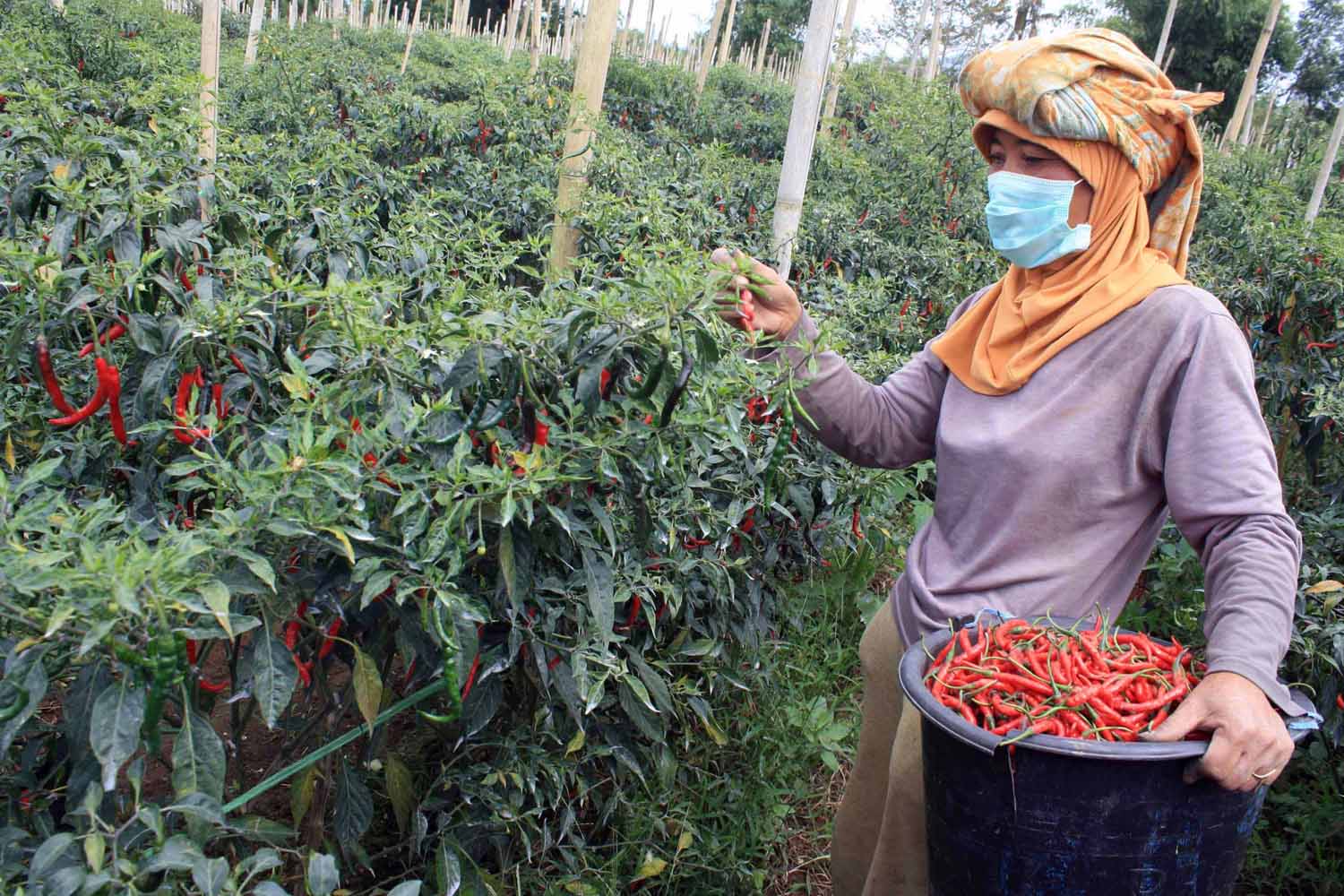 Kementan: Perlu Koordinasi dengan Petani agar Harga Cabai Wajar