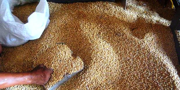    RI Punya Lahan Potensial untuk Kedelai dari Aceh Hingga Sulsel