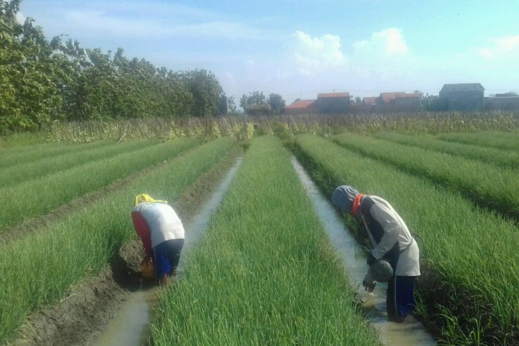 Petani bawang minta ada koperasi dari pemerintah untuk stabilkan harga