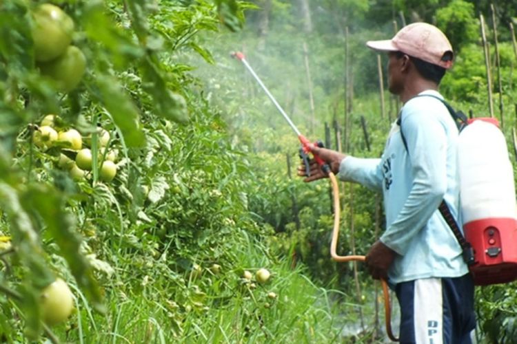 Sempat terjun Rp 500 per Kg, harga tomat kini mulai normal