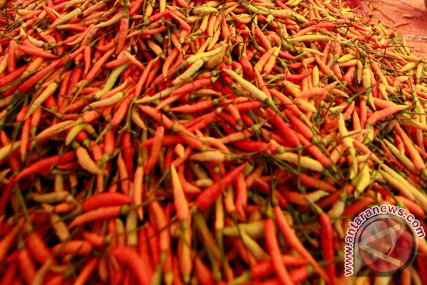 Harga cabai rawit di Bojonegoro Rp140.000/kilogram