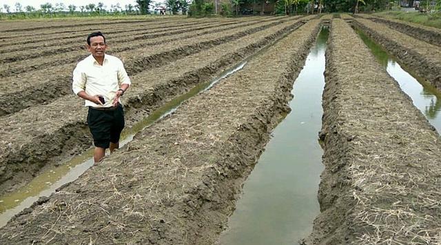 Duka Petani, 1.200 Ha Tanaman Bawang di Brebes Rusak Kena Banjir
