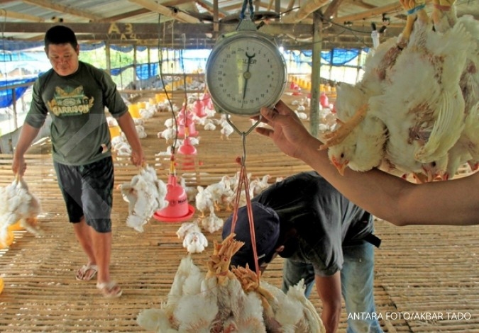 Kemtan kembangkan ayam kampung unggul
