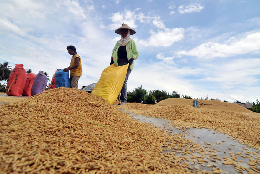 Dalam 6 Bulan Kementan Berhasil Serap Gabah Petani 4 Juta Ton