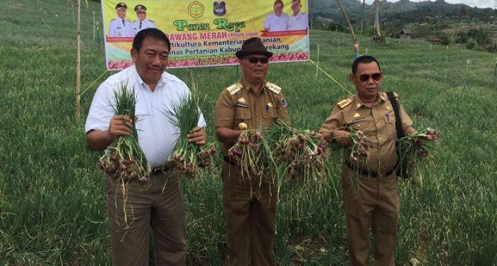 Enrekang Akan Suplai Bawang Hingga ke Pulau Jawa