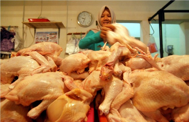 Harga Daging Ayam di Pekalongan Turun
