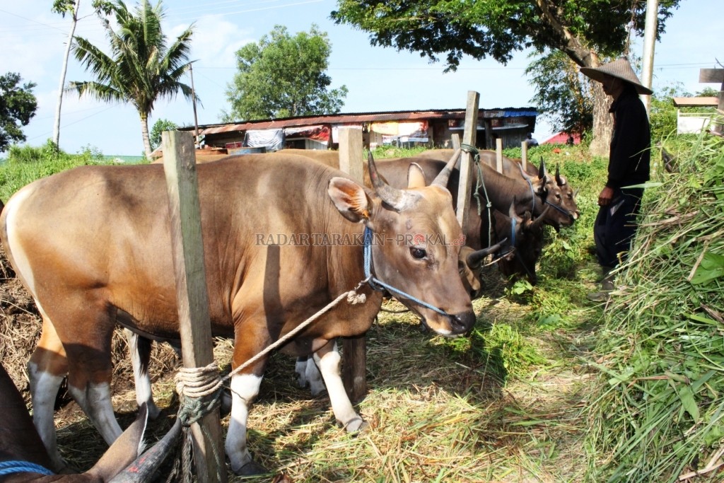 Daya Tampung Ternak di Kaltara Belum Dimanfaatkan Maksimal